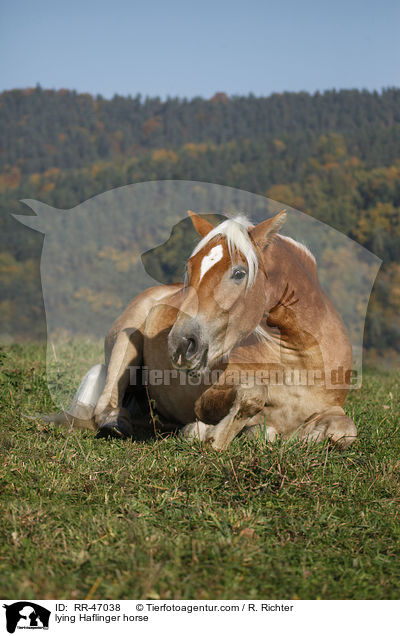 lying Haflinger horse / RR-47038