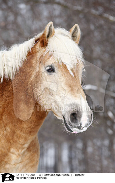 Haflinger Horse Portrait / RR-49960