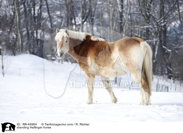 standing Haflinger horse / RR-49964