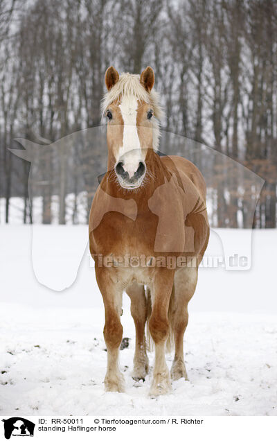 standing Haflinger horse / RR-50011