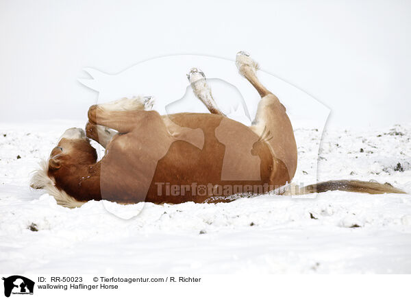 wallowing Haflinger Horse / RR-50023