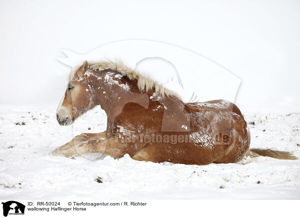 wallowing Haflinger Horse / RR-50024