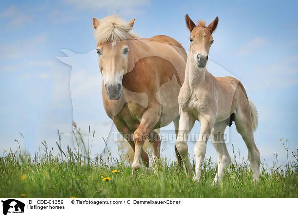 Haflinger horses / CDE-01359
