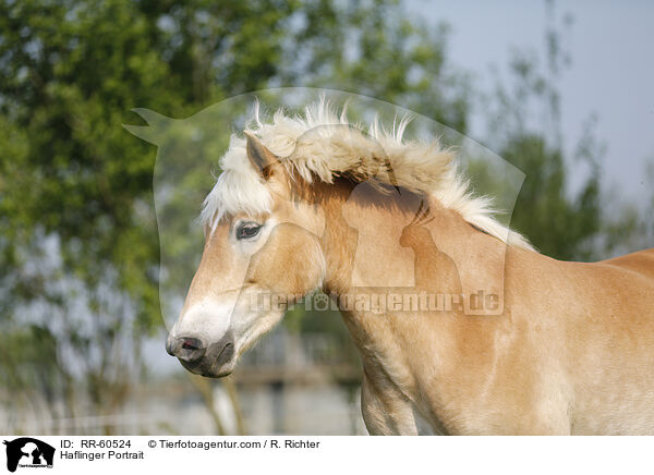 Haflinger Portrait / RR-60524