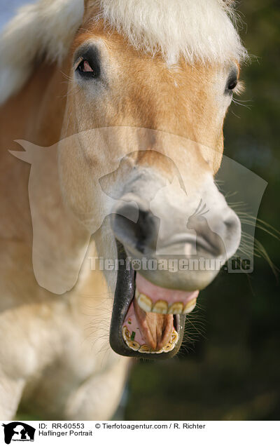 Haflinger Portrait / RR-60553