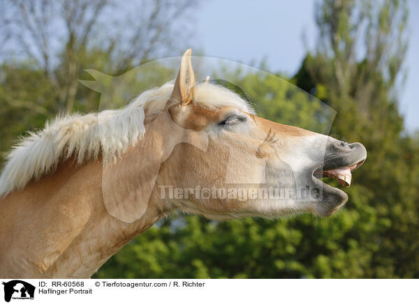 Haflinger Portrait / Haflinger Portrait / RR-60568