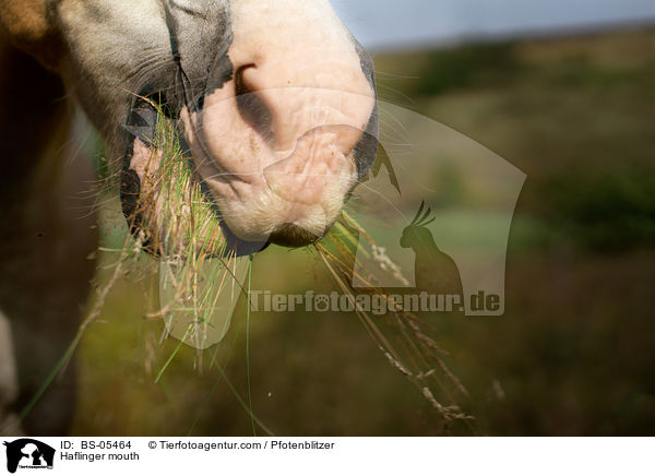 Haflinger mouth / BS-05464