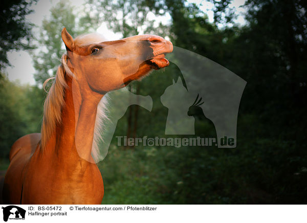 Haflinger portrait / BS-05472