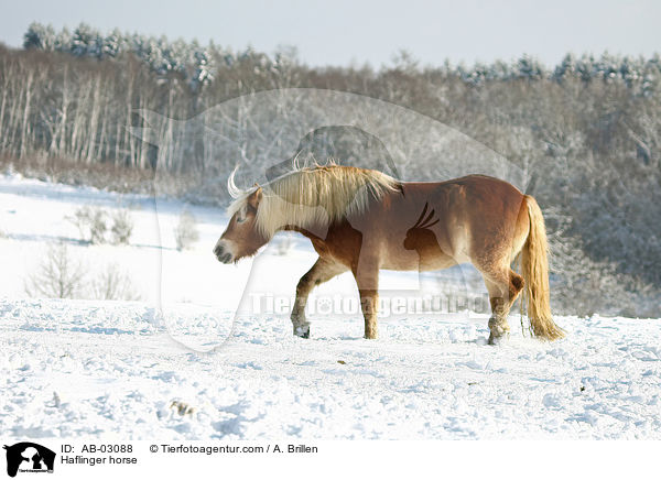 Haflinger horse / AB-03088