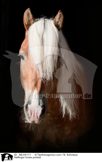 Haflinger horse portrait / NS-04111