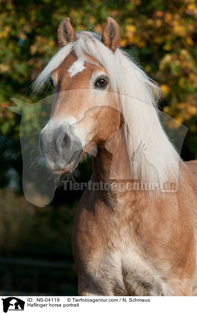Haflinger horse portrait / NS-04119