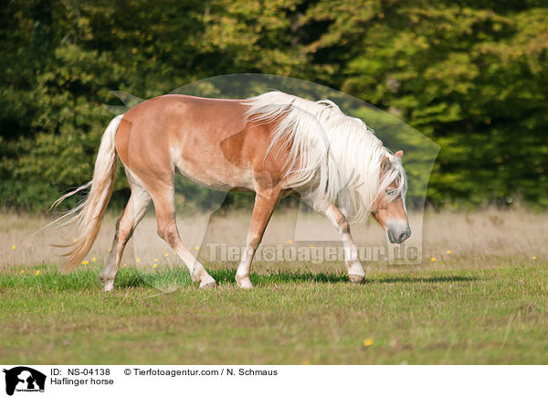 Haflinger horse / NS-04138