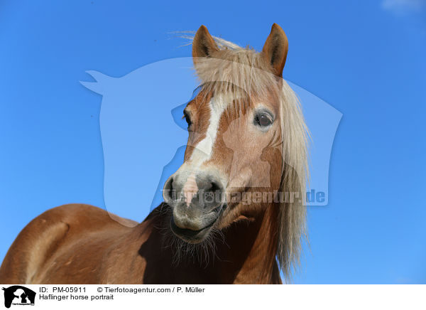 Haflinger horse portrait / PM-05911