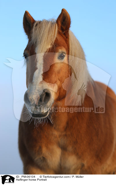 Haflinger horse Portrait / PM-06104