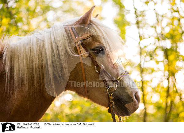 Haflinger Portrait / MAS-01268