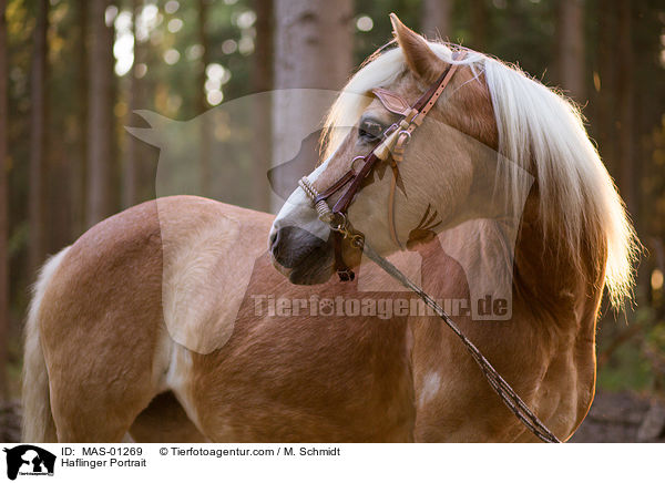 Haflinger Portrait / Haflinger Portrait / MAS-01269