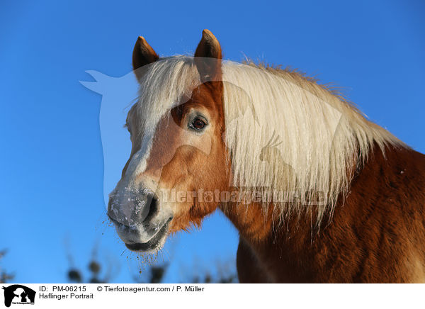 Haflinger Portrait / PM-06215