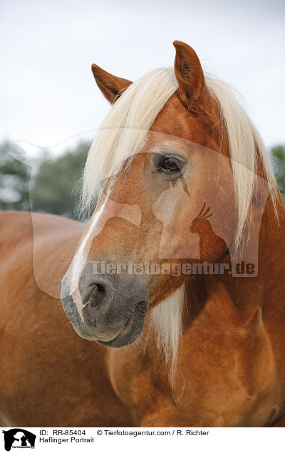 Haflinger Portrait / RR-85404