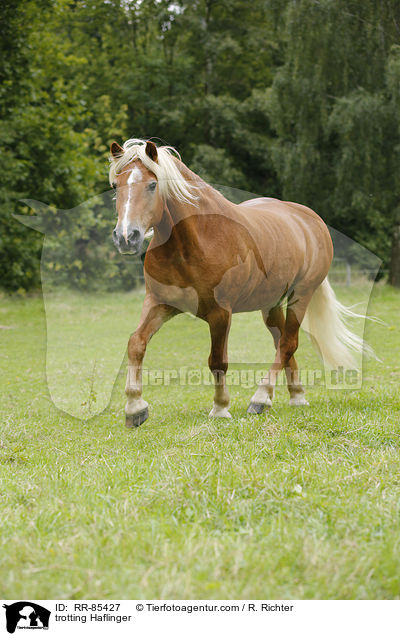trotting Haflinger / RR-85427