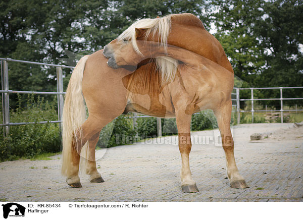Haflinger / Haflinger / RR-85434