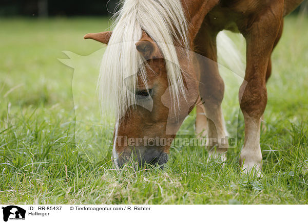 Haflinger / RR-85437