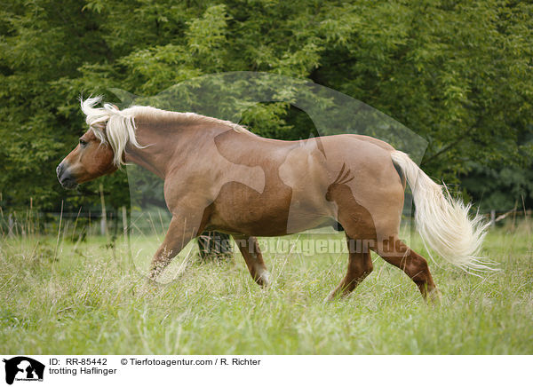 trotting Haflinger / RR-85442