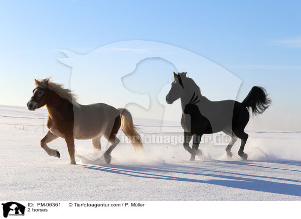 2 Pferde / 2 horses / PM-06361