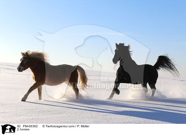 2 Pferde / 2 horses / PM-06362