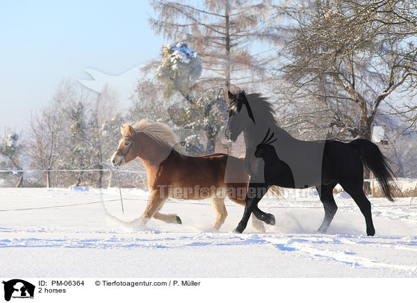 2 Pferde / 2 horses / PM-06364