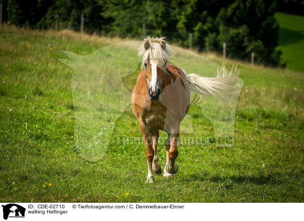 walking Haflinger / CDE-02710