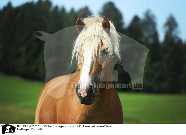 Haflinger Portraitt / CDE-02711