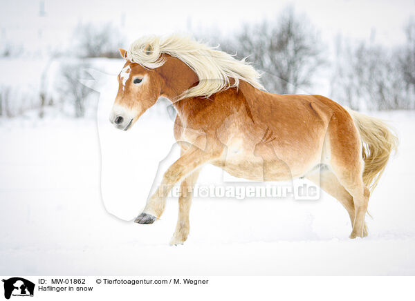 Haflinger in snow / MW-01862