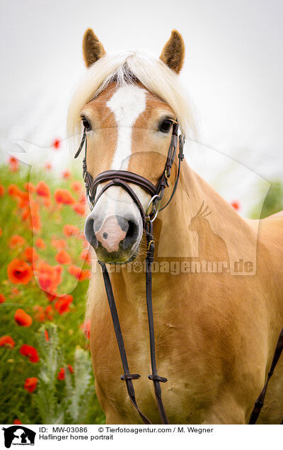 Haflinger Portrait / Haflinger horse portrait / MW-03086