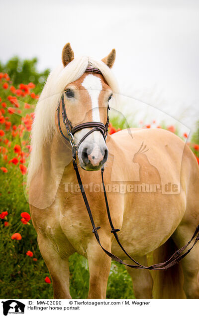 Haflinger Portrait / Haflinger horse portrait / MW-03090