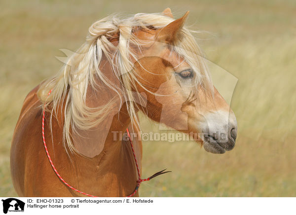 Haflinger Portrait / Haflinger horse portrait / EHO-01323