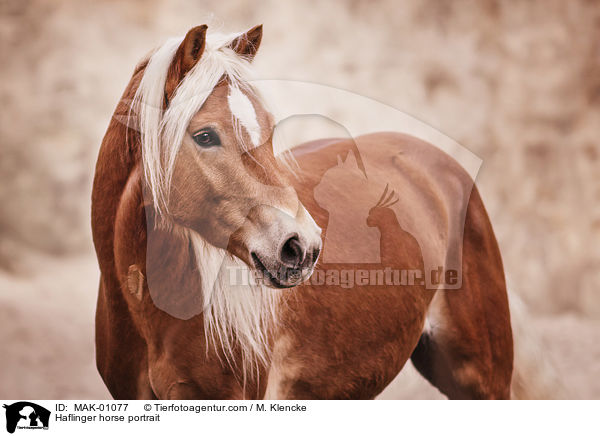 Haflinger horse portrait / MAK-01077