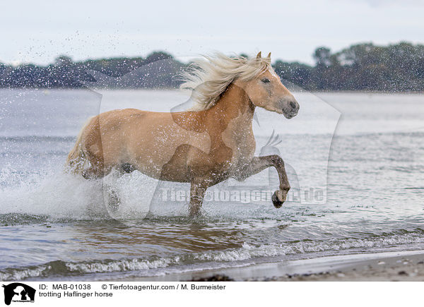 trotting Haflinger horse / MAB-01038