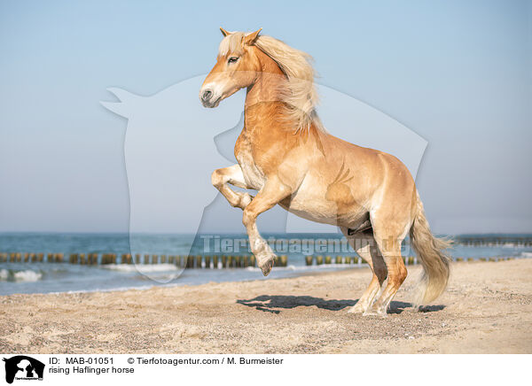 rising Haflinger horse / MAB-01051