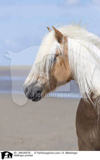 Haflinger portrait / AM-06578