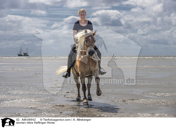 Frau reitet Haflinger / woman rides Haflinger Horse / AM-06642