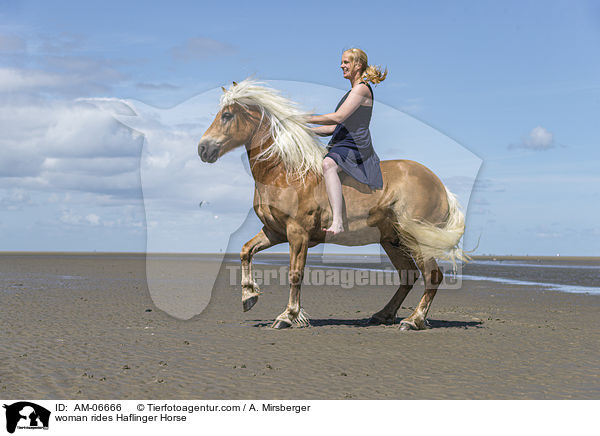 Frau reitet Haflinger / woman rides Haflinger Horse / AM-06666