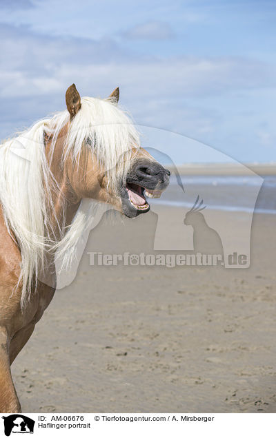 Haflinger Portrait / Haflinger portrait / AM-06676