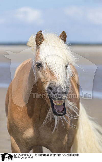 Haflinger portrait / AM-06678