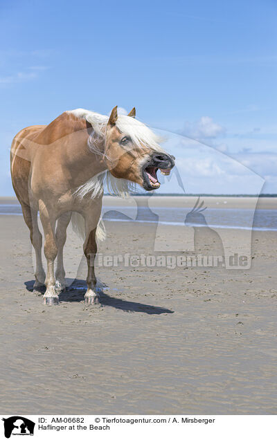 Haflinger at the Beach / AM-06682