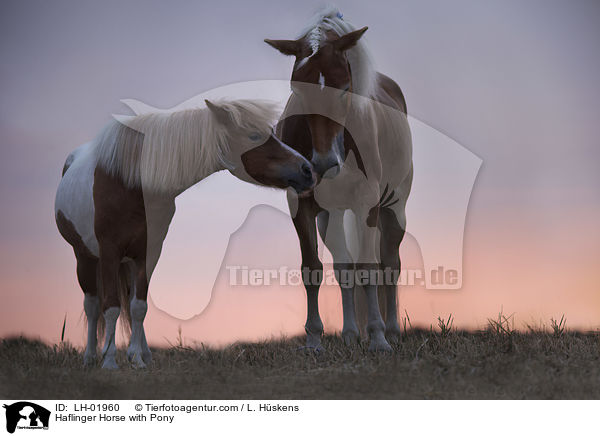 Haflinger Horse with Pony / LH-01960