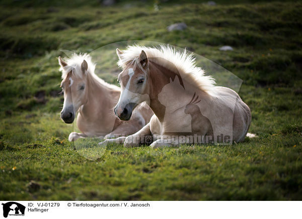 Haflinger / VJ-01279
