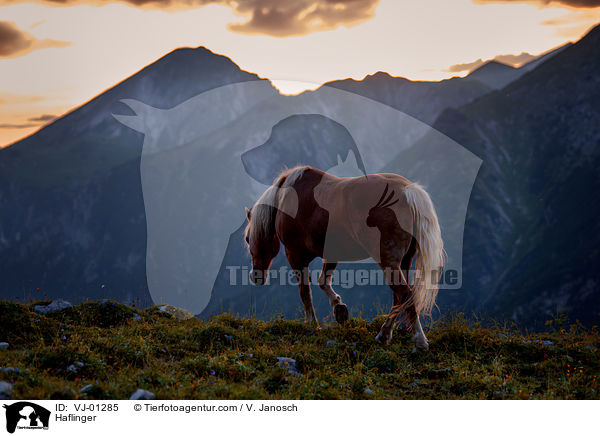 Haflinger auf der Alm / Haflinger / VJ-01285