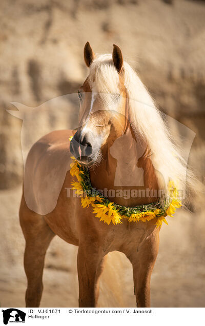 Haflinger / VJ-01671