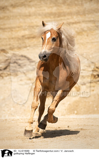 galloping Haflinger / VJ-01689