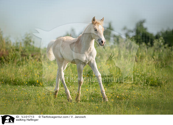walking Haflinger / VJ-01713